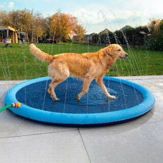 Piscina Splash para cão